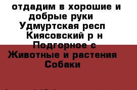 отдадим в хорошие и добрые руки! - Удмуртская респ., Киясовский р-н, Подгорное с. Животные и растения » Собаки   